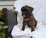 Small Photo #41 Boxer Puppy For Sale in GOSHEN, IN, USA