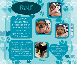 Doberman Pinscher Dogs for adoption in Rancho Cordova, CA, USA