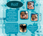 Small Doberman Pinscher