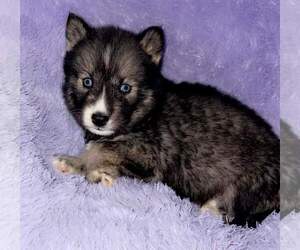 Siberian Husky Puppy for sale in SANDY HOOK, KY, USA