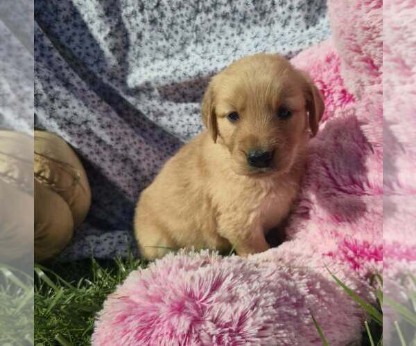 Medium Photo #1 Golden Retriever Puppy For Sale in RIGA, MI, USA