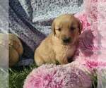 Posey - Female Golden Retriever Puppy for Sale - Small photo