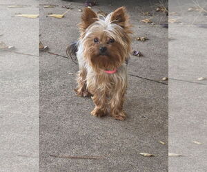 Mutt Dogs for adoption in Princeton, MN, USA