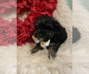 Morkie Puppy for sale in BEECH GROVE, IN, USA