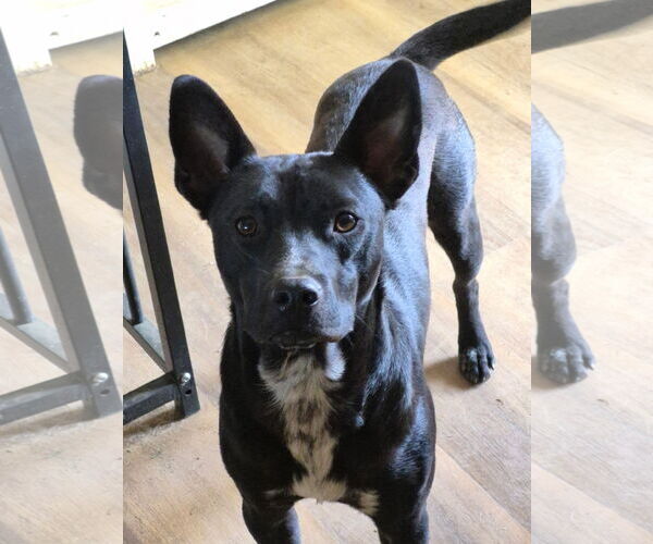 Medium Photo #1 Mutt Puppy For Sale in Thomasville, NC, USA