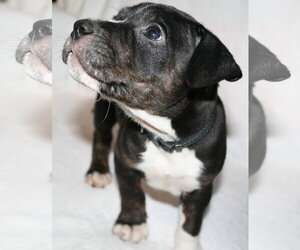 American Staffordshire Terrier-Unknown Mix Dogs for adoption in Holly Springs, NC, USA