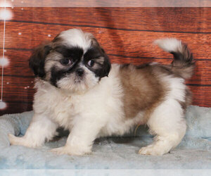 Shih Tzu Puppy for sale in PENNS CREEK, PA, USA