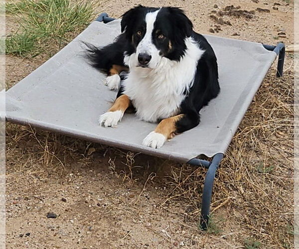 Medium Photo #1 Australian Shepherd-Unknown Mix Puppy For Sale in Peralta, NM, USA