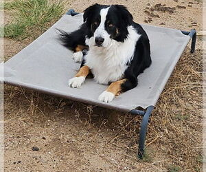 Australian Shepherd-Unknown Mix Dogs for adoption in Peralta, NM, USA