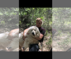 Father of the Anatolian Shepherd-Great Pyrenees Mix puppies born on 04/12/2020