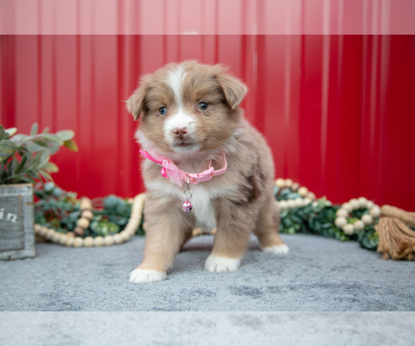 Medium Photo #2 Miniature Australian Shepherd Puppy For Sale in MILLERSBURG, OH, USA