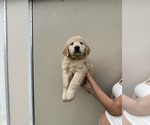 Puppy Tulip Golden Retriever