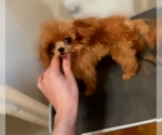 Small Photo #1 Poodle (Toy) Puppy For Sale in CHINO HILLS, CA, USA