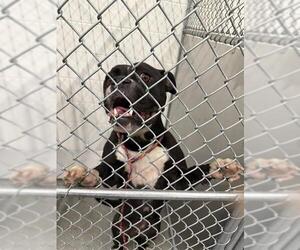 Bullboxer Pit Dogs for adoption in Temple, TX, USA