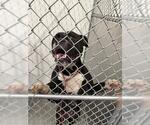 Small Bullboxer Pit
