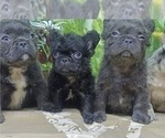 Small Photo #10 French Bulldog Puppy For Sale in FORT LAUDERDALE, FL, USA