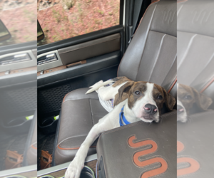 Mutt Dogs for adoption in Candler, NC, USA