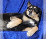 Small #1 Mutt