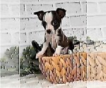 Small #13 Chihuahua