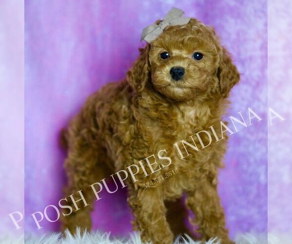 Medium Photo #9 Poodle (Toy) Puppy For Sale in WARSAW, IN, USA