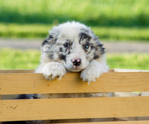 Border Collie-Miniature Australian Shepherd Mix Puppy for sale in MYERSTOWN, PA, USA