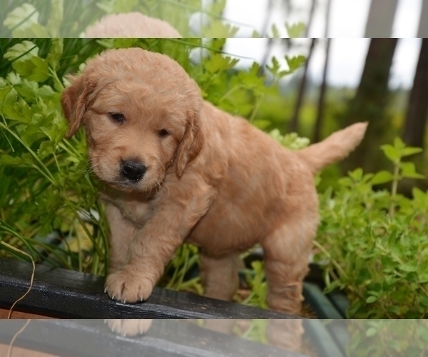 Medium Photo #1 Golden Retriever Puppy For Sale in POULSBO, WA, USA
