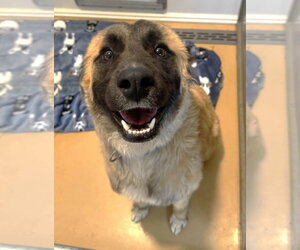 Anatolian Shepherd-Unknown Mix Dogs for adoption in Rockaway, NJ, USA