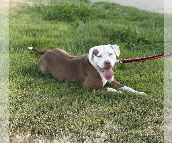 Medium Photo #1 Bullypit Puppy For Sale in SACRAMENTO, CA, USA