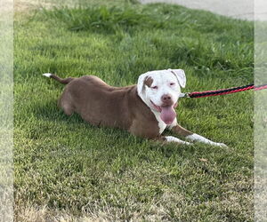 Bullypit Dogs for adoption in SACRAMENTO, CA, USA