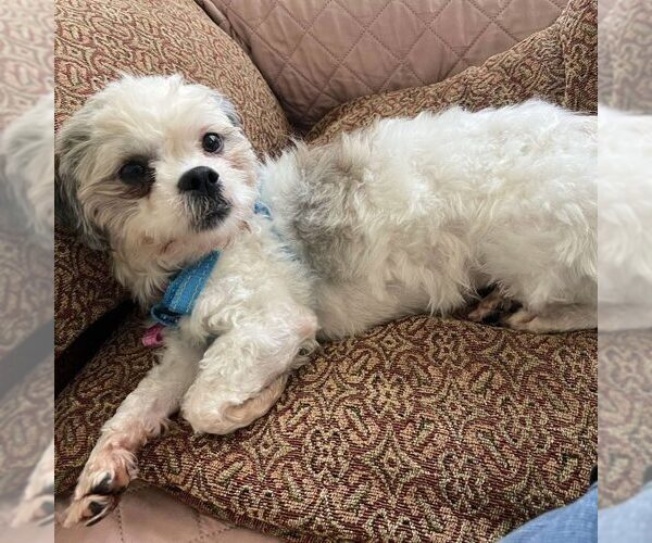 Medium Photo #1 Shih Tzu-Unknown Mix Puppy For Sale in Spring Lake, NC, USA