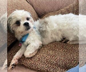 Shih Tzu-Unknown Mix Dogs for adoption in Spring Lake, NC, USA