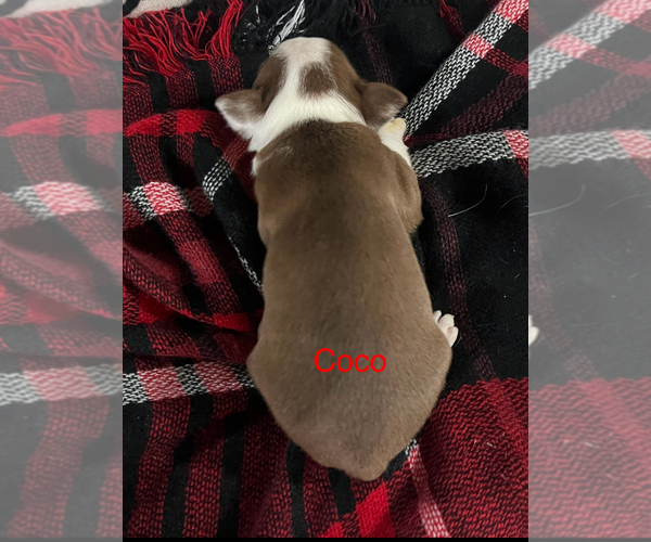 Medium Photo #3 Boston Terrier Puppy For Sale in NILES, MI, USA