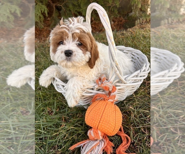 Medium Photo #5 Cavapoo Puppy For Sale in MIDDLEBURY, IN, USA