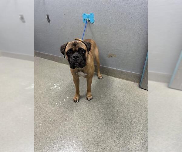 Medium Photo #1 Mastiff-Unknown Mix Puppy For Sale in Las Vegas, NV, USA