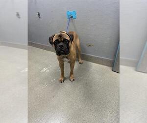 Mastiff-Unknown Mix Dogs for adoption in Las Vegas, NV, USA
