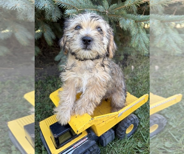 Medium Photo #2 Shorkie Tzu Puppy For Sale in MIDDLEBURY, IN, USA