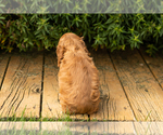 Small #9 Cocker Spaniel