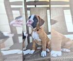 Puppy LuLu Boxer