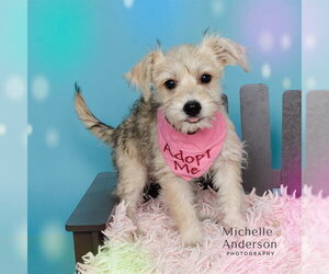 Mutt Dogs for adoption in Corona, CA, USA