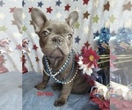 Puppy 1 French Bulldog