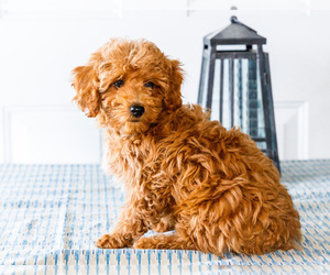 Medium Poodle (Toy)