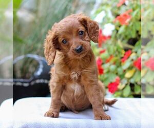 Cavapoo Puppy for sale in EAST EARL, PA, USA