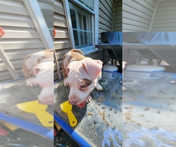 Medium Photo #3 American Bully Puppy For Sale in HARRISBURG, PA, USA