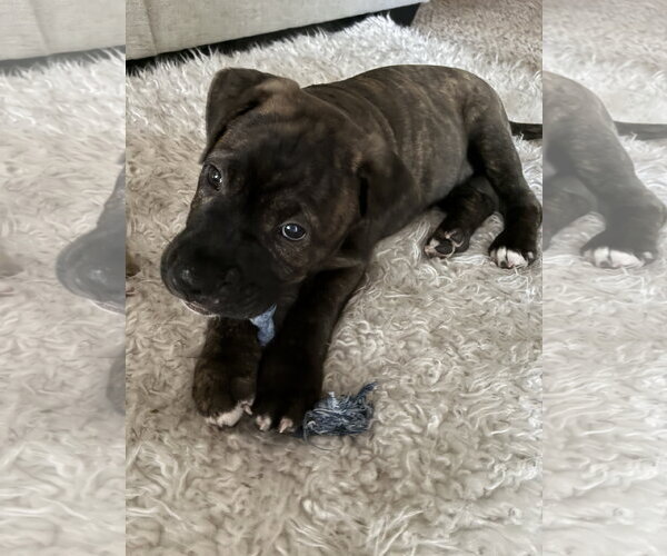 Medium Photo #4 American Staffordshire Terrier-Boxer Mix Puppy For Sale in Holly Springs, NC, USA