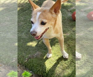 Chihuahua Dogs for adoption in Newport Beach, CA, USA