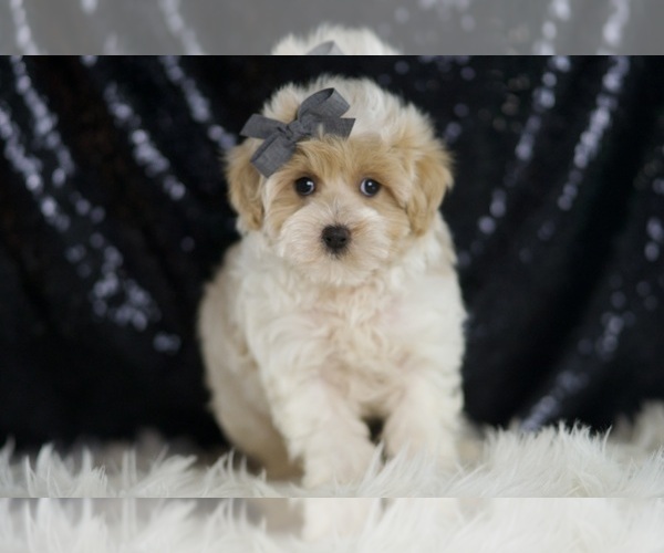 Medium Photo #4 Maltipoo Puppy For Sale in WARSAW, IN, USA