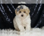 Small #3 Maltipoo