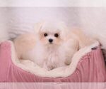 Small Photo #3 Maltese Puppy For Sale in FULLERTON, CA, USA