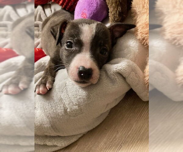 Medium Photo #3 Mutt Puppy For Sale in Plainfield, IL, USA