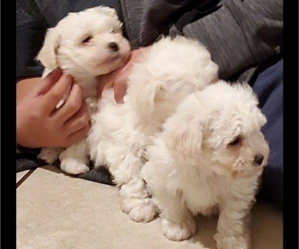 Medium Photo #15 Bichon Frise Puppy For Sale in JURUPA VALLEY, CA, USA